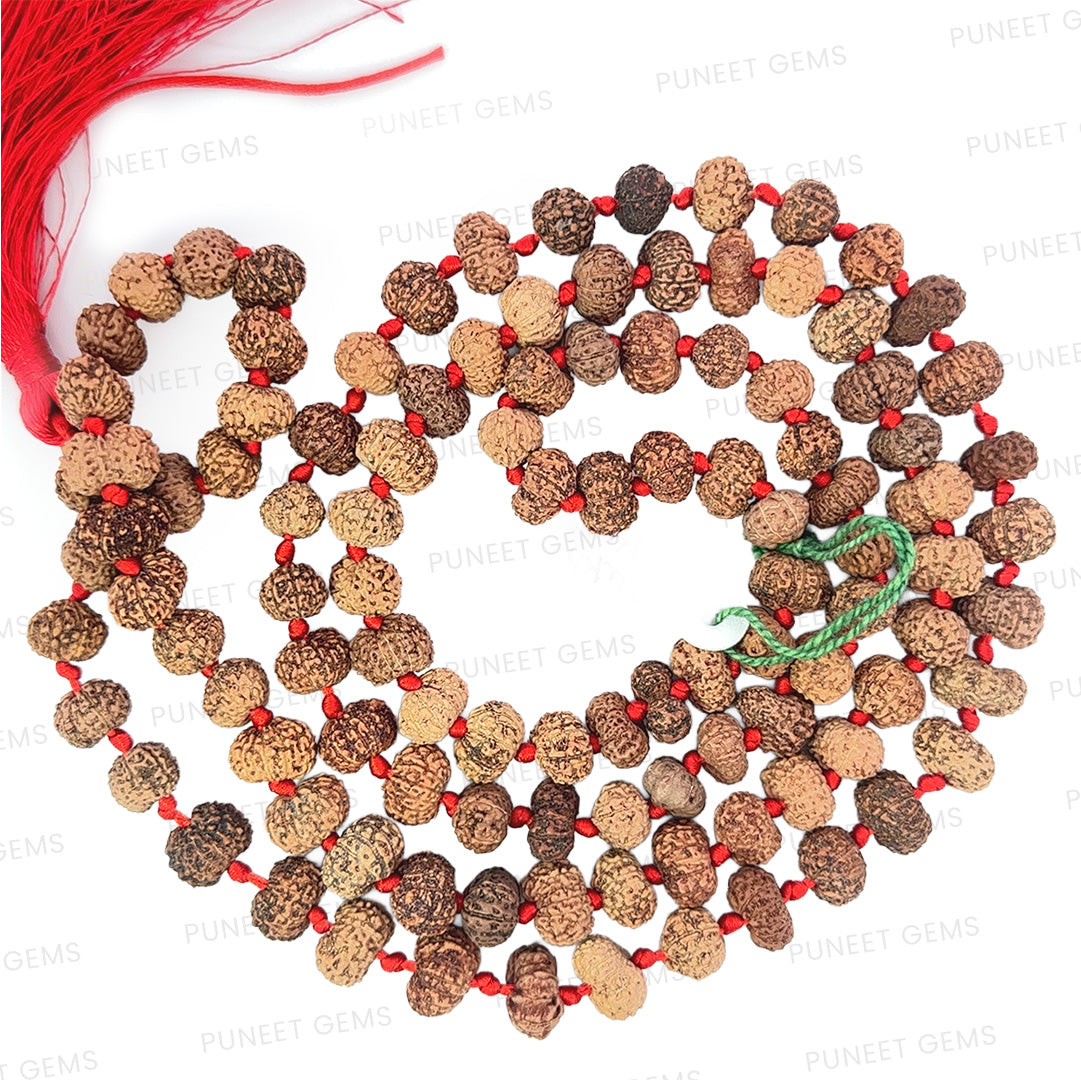 14 Mukhi Rudraksha Mala