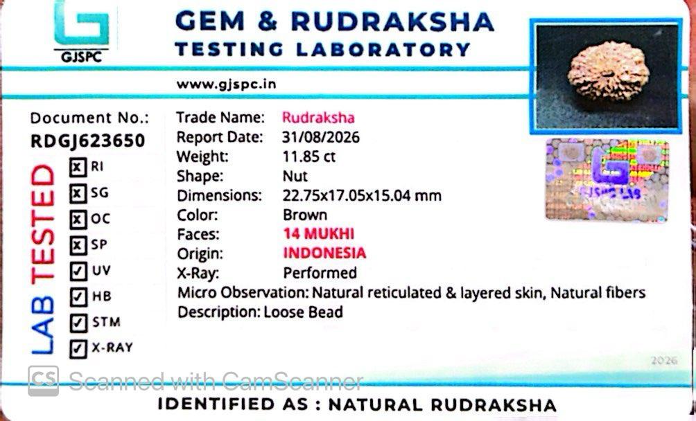 🌿 14 Mukhi Nepali Rudraksha (Natural & Certified). Super collective
