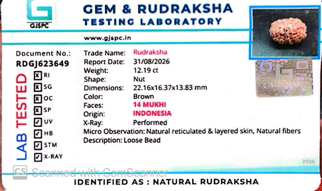 🌿 14 Mukhi Nepali Rudraksha (Natural & Certified). Super collective