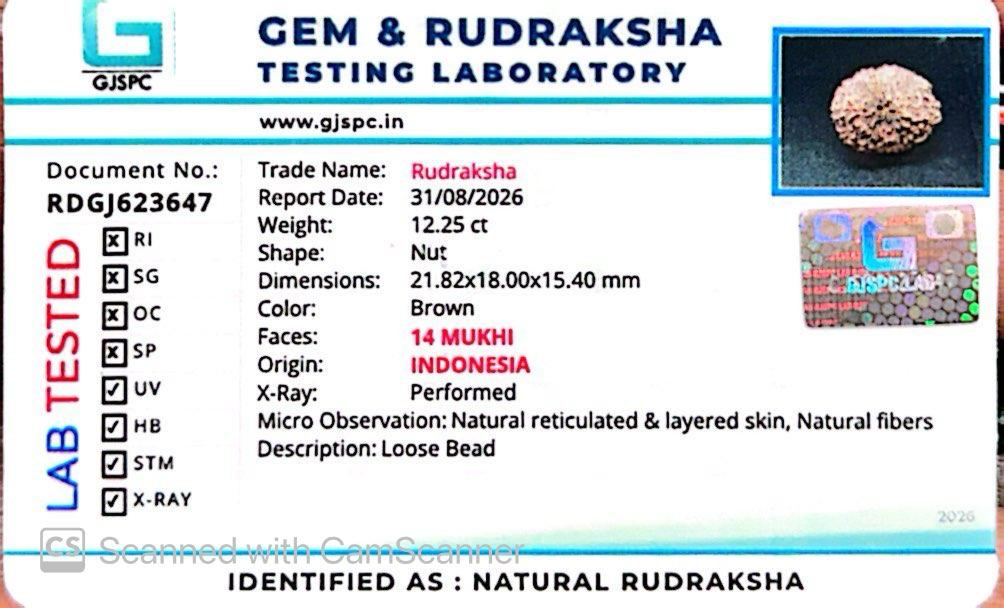 🌿 14 Mukhi Nepali Rudraksha (Natural & Certified). Super collective
