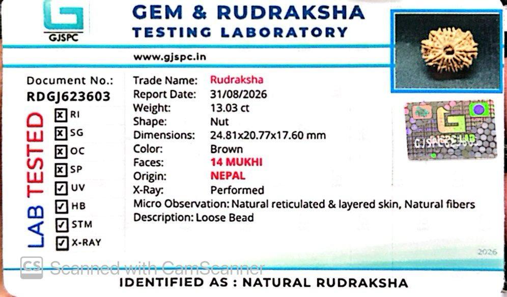 🌿 14 Mukhi Nepali Rudraksha (Natural & Certified). Medium