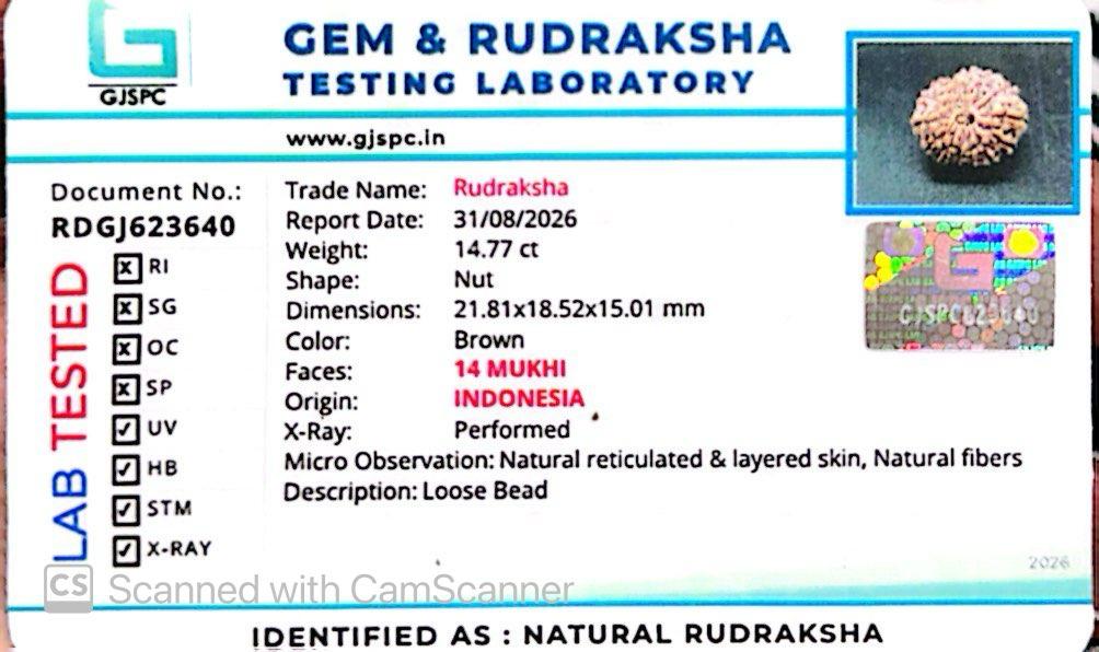 🌿 14 Mukhi Nepali Rudraksha (Natural & Certified). Super Collector