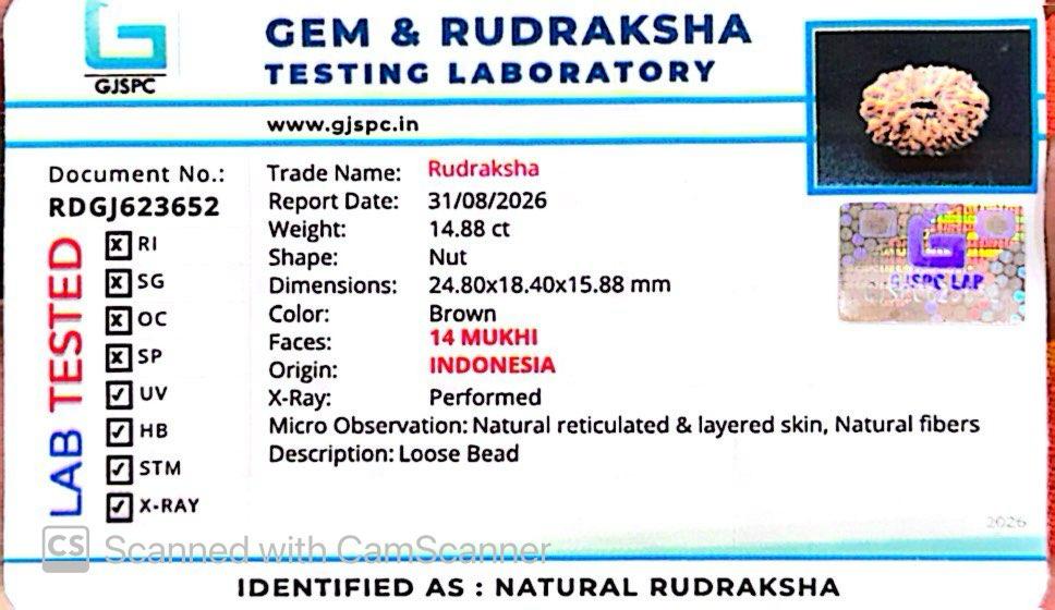 🌿 14 Mukhi Nepali Rudraksha (Natural & Certified). Super collective