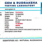 🌿 14 Mukhi Nepali Rudraksha (Natural & Certified). Medium
