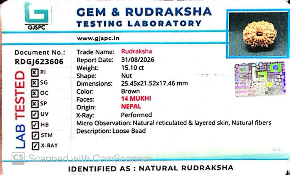 🌿 14 Mukhi Nepali Rudraksha (Natural & Certified). Medium