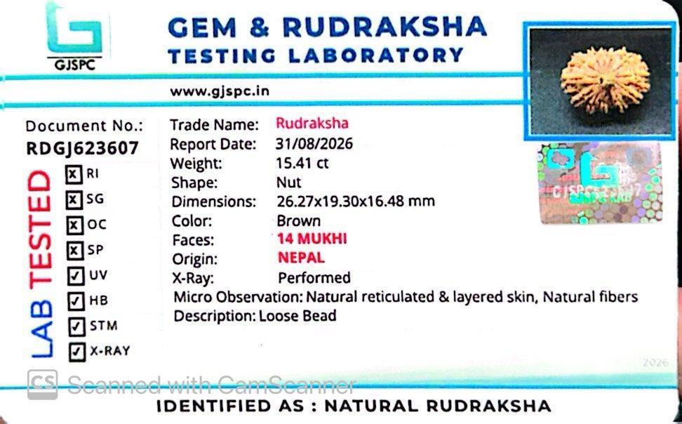 🌿 14 Mukhi Nepali Rudraksha (Natural & Certified). Medium