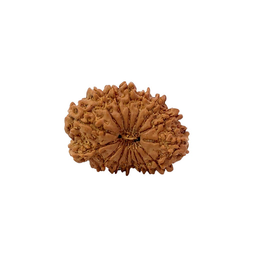 16 Mukhi Nepali Rudraksha (Medium)