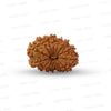 16 Mukhi Nepali Rudraksha (Medium)