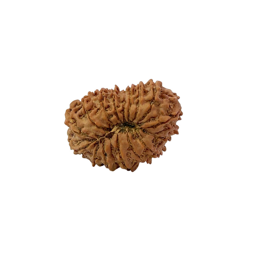 16 Mukhi Nepali Rudraksha (Medium)