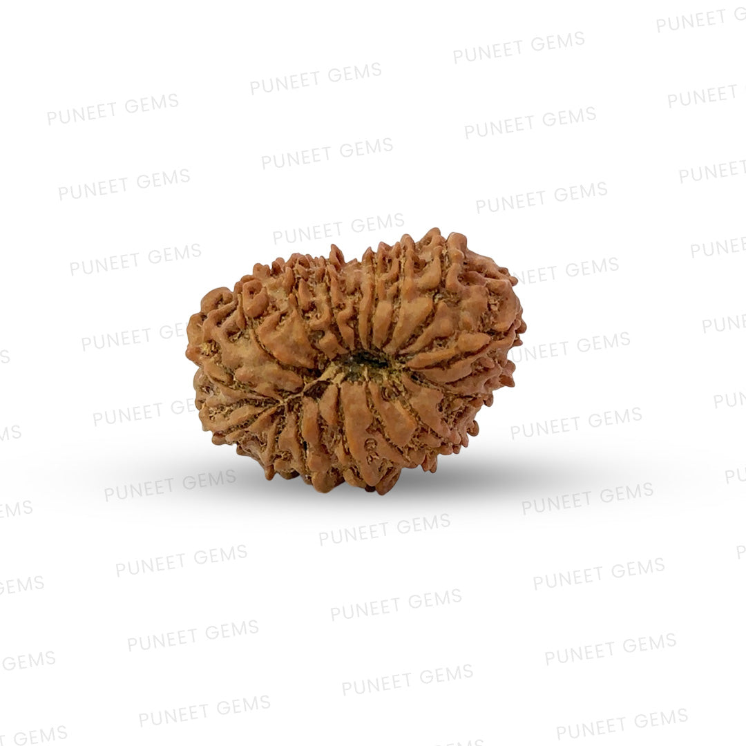 16 Mukhi Nepali Rudraksha (Medium)