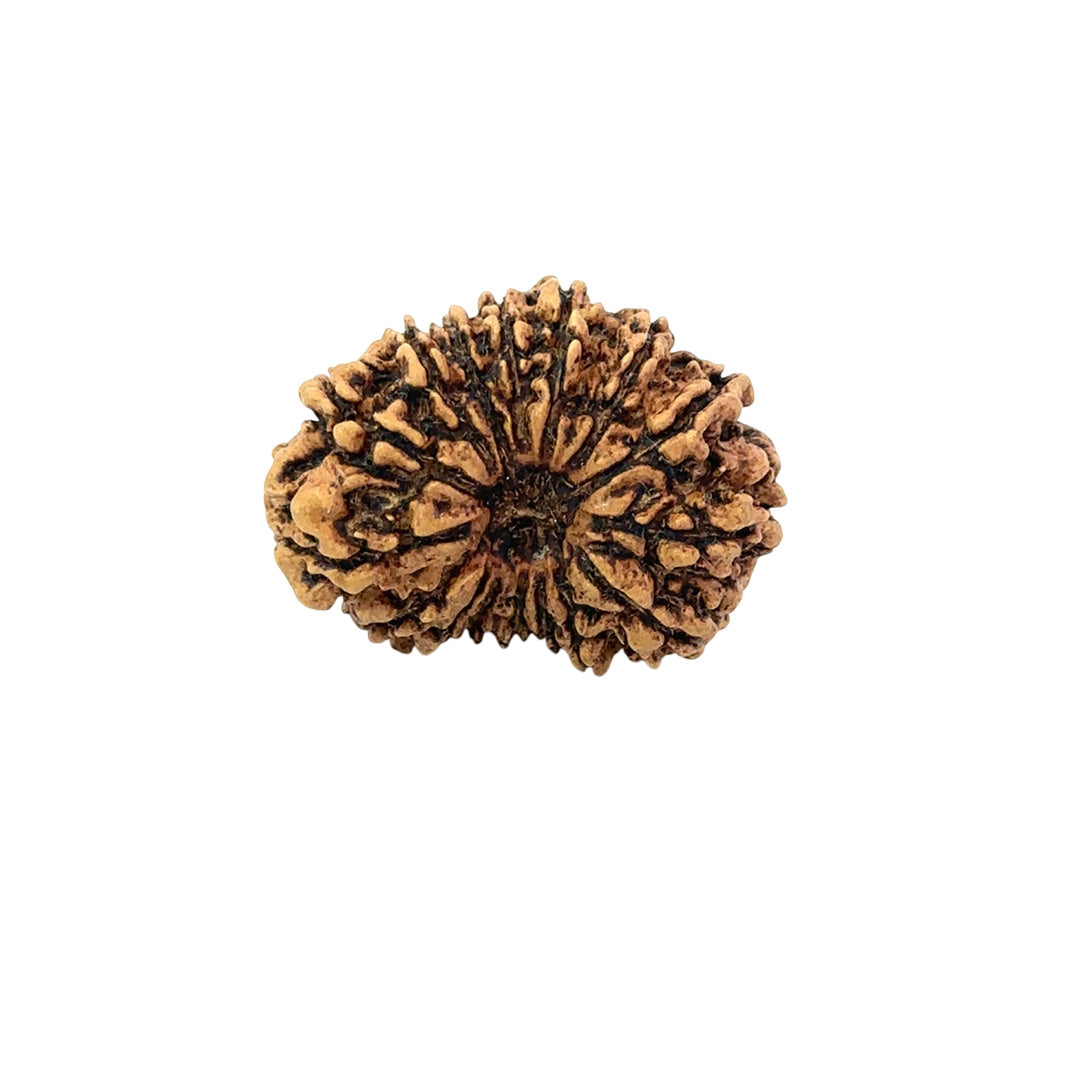 16 Mukhi Nepali Rudraksha (Big)