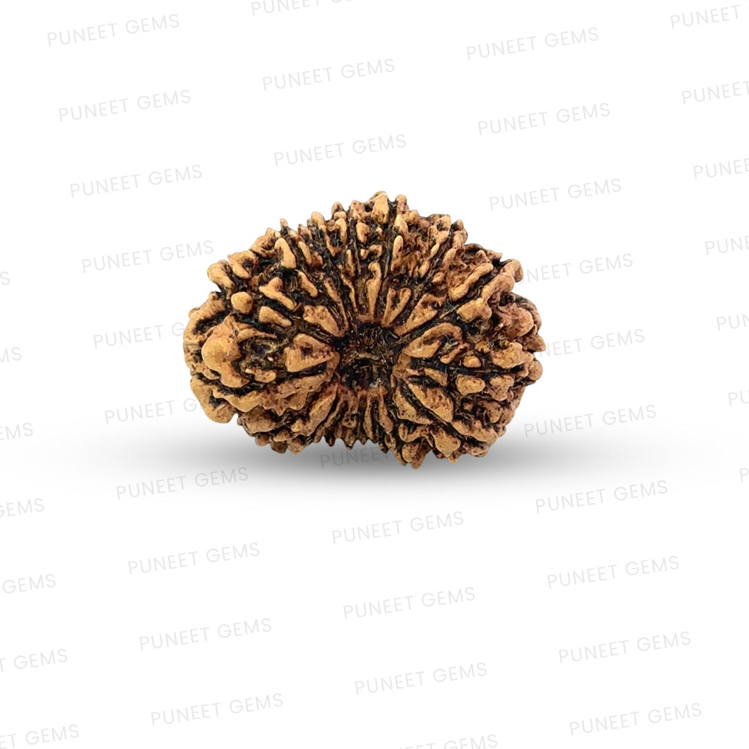 16 Mukhi Nepali Rudraksha (Big)