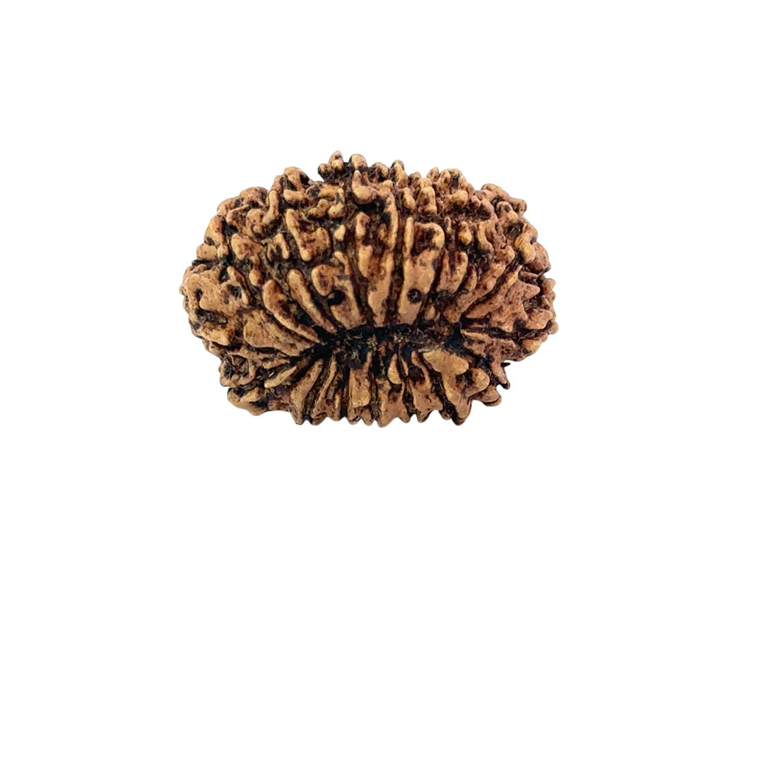 16 Mukhi Nepali Rudraksha (Big)
