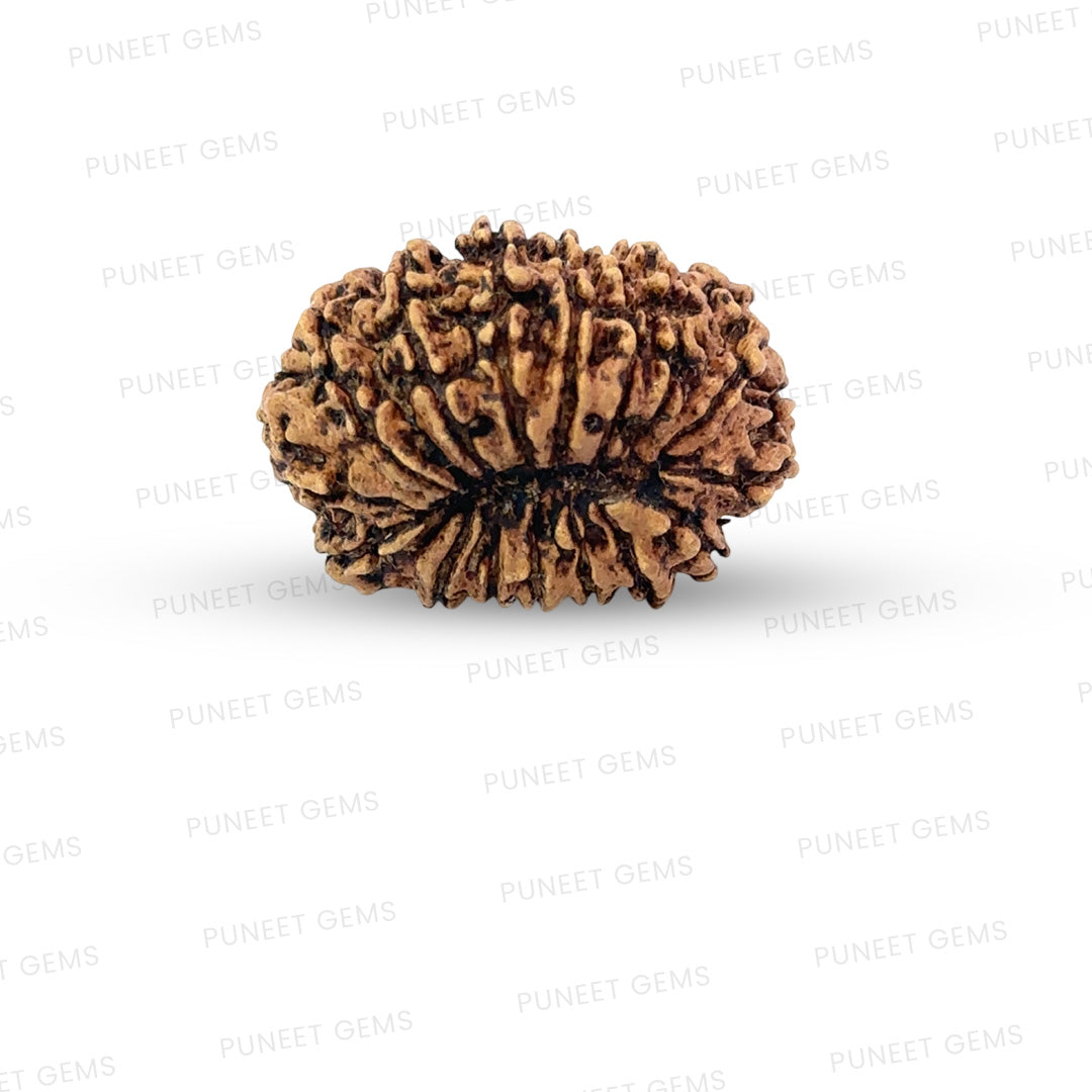 16 Mukhi Nepali Rudraksha (Big)