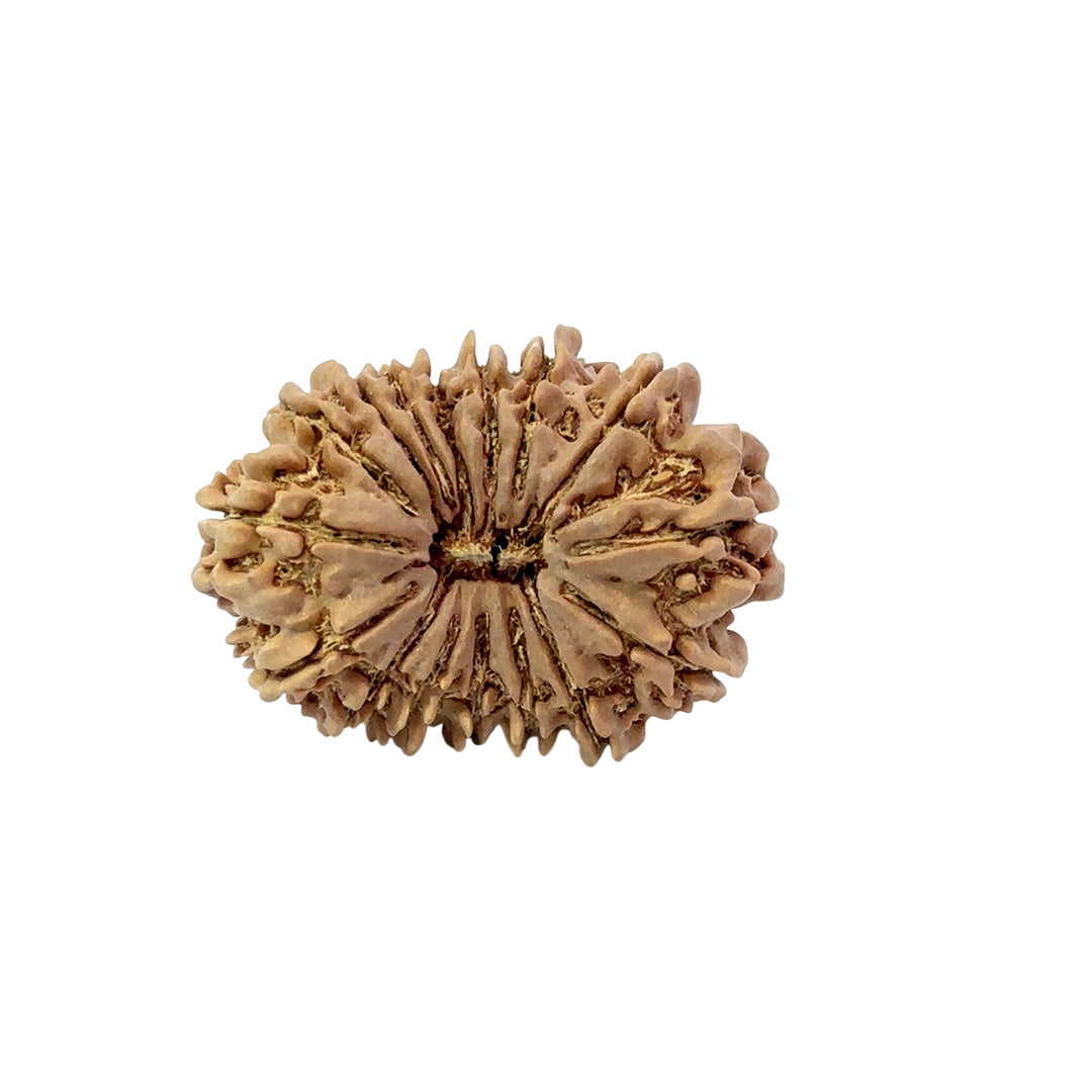 16 Mukhi Nepali Rudraksha (Antik)