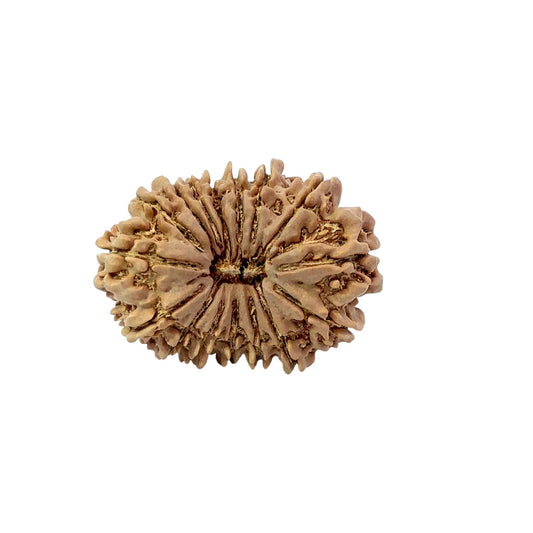 16 Mukhi Nepali Rudraksha (Antik)