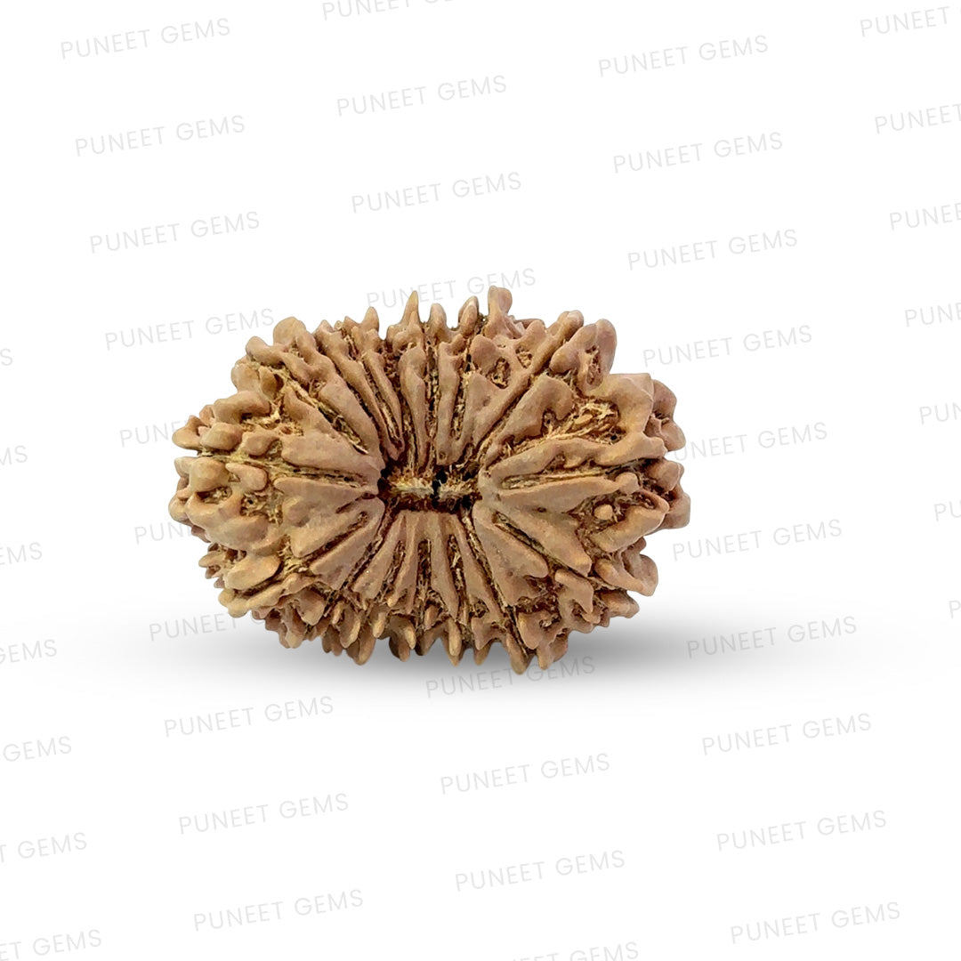 16 Mukhi Nepali Rudraksha (Antik)