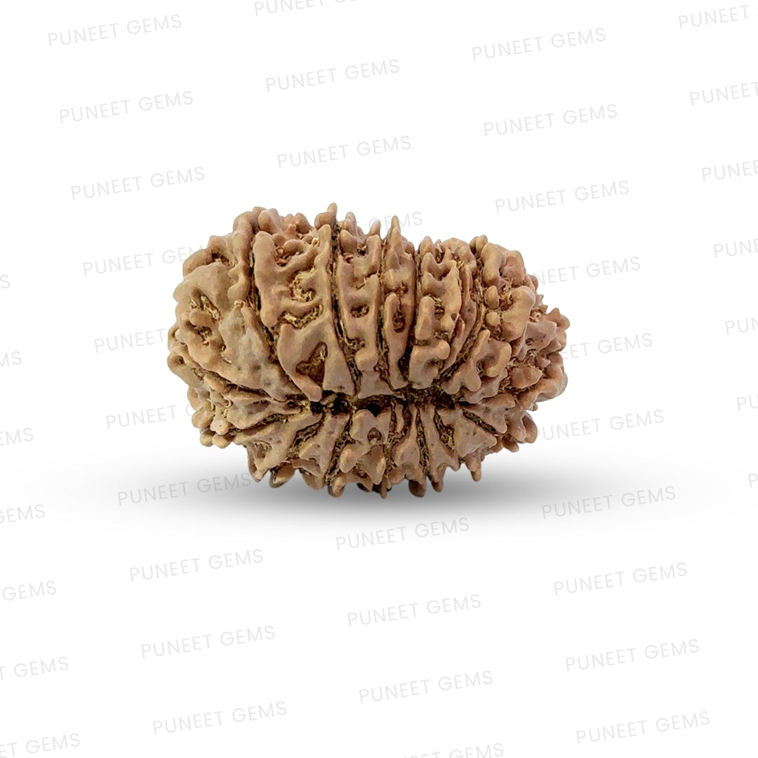 16 Mukhi Nepali Rudraksha (Antik)