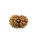 16 Mukhi Nepali Rudraksha (Big)