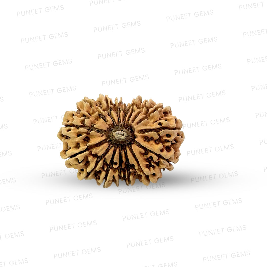 16 Mukhi Nepali Rudraksha (Big)