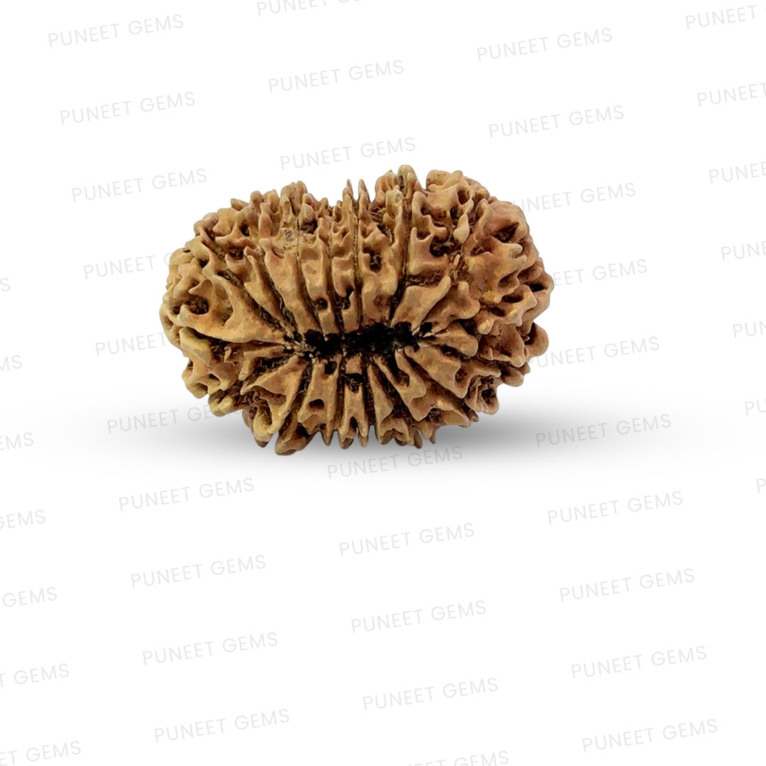 16 Mukhi Nepali Rudraksha (Big)