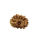 16 Mukhi Nepali Rudraksha (Big)