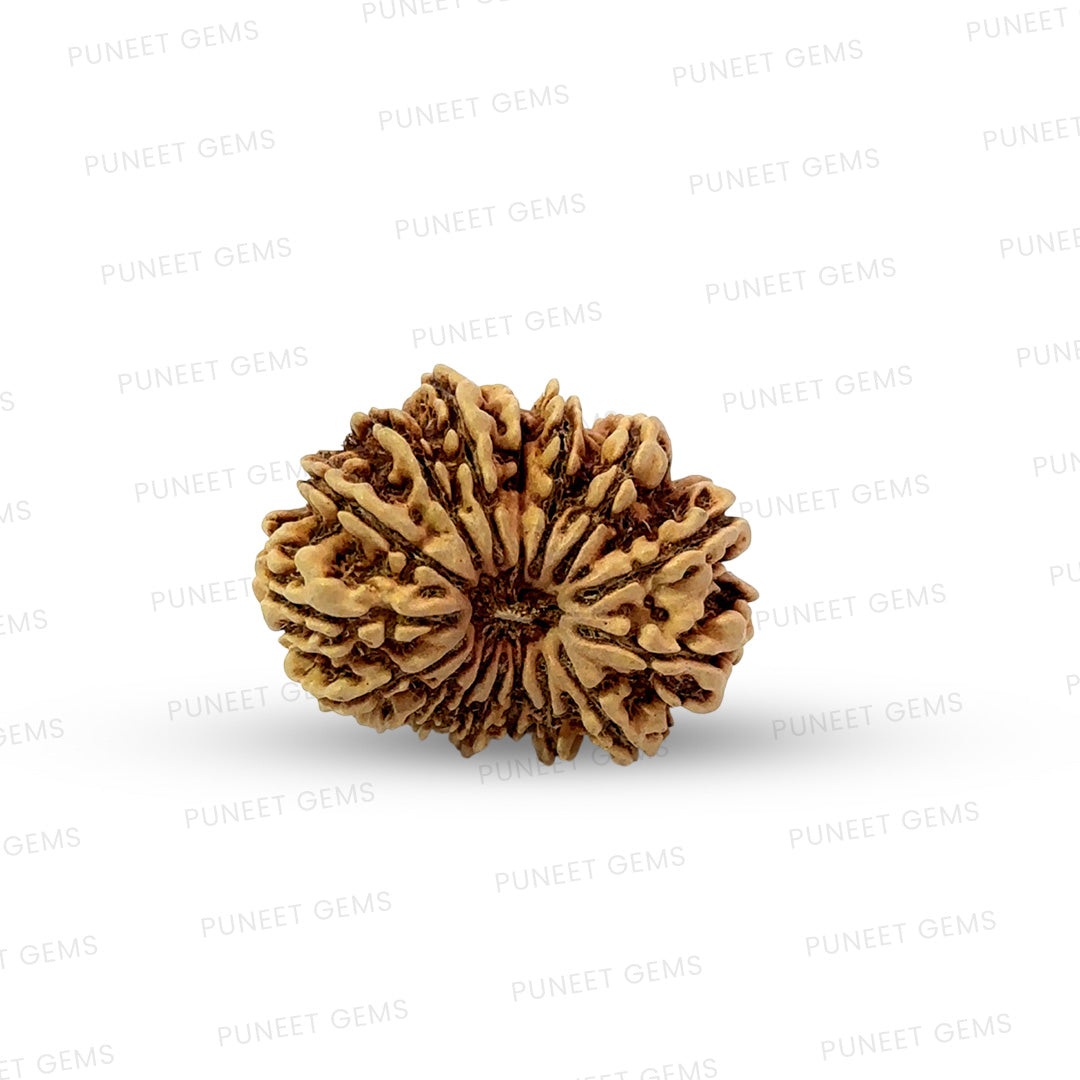 16 Mukhi Nepali Rudraksha (Big)