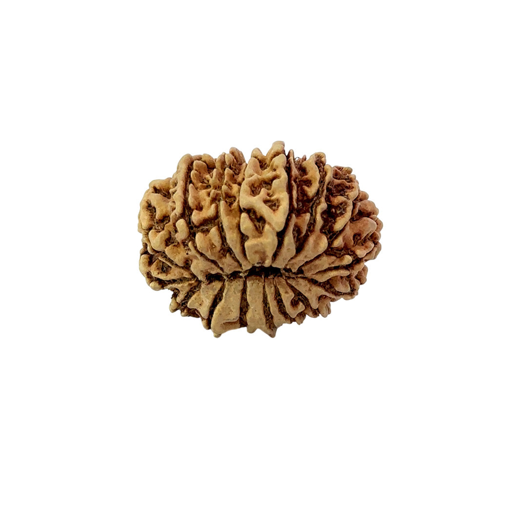 16 Mukhi Nepali Rudraksha (Big)