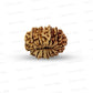 16 Mukhi Nepali Rudraksha (Big)