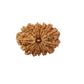 16 Mukhi Nepali Rudraksha (Super Collector Beads)