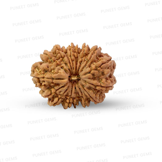 16 Mukhi Nepali Rudraksha (Super Collector Beads)