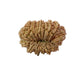 16 Mukhi Nepali Rudraksha (Super Collector Beads)