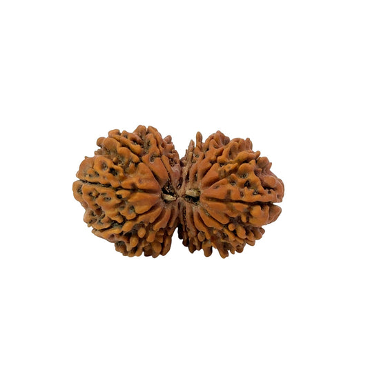 16 Mukhi Gauri Shankar Nepali Rudraksha (Big)