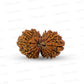 16 Mukhi Gauri Shankar Nepali Rudraksha (Big)