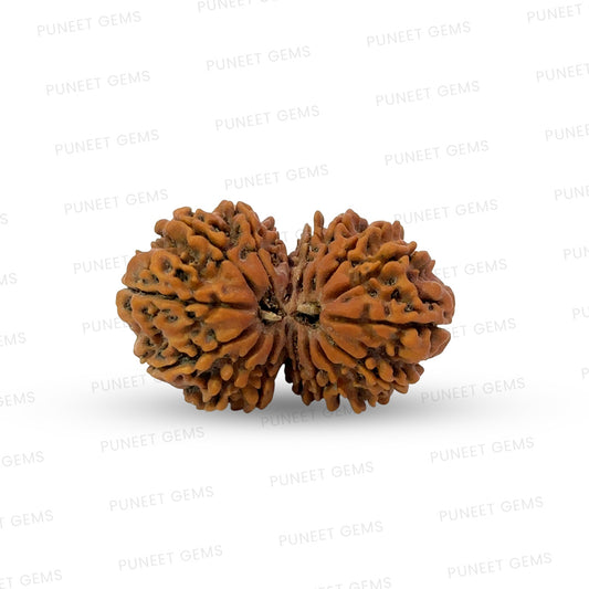 16 Mukhi Gauri Shankar Nepali Rudraksha (Big)