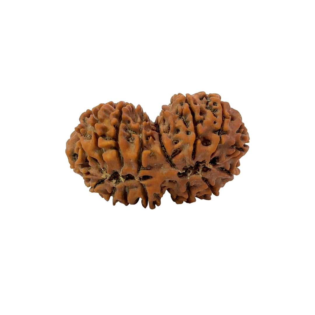 16 Mukhi Gauri Shankar Nepali Rudraksha (Big)