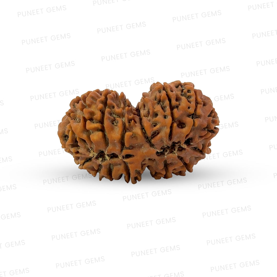 16 Mukhi Gauri Shankar Nepali Rudraksha (Big)