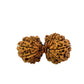 16 Mukhi Gauri Shankar Nepali Rudraksha (Big)