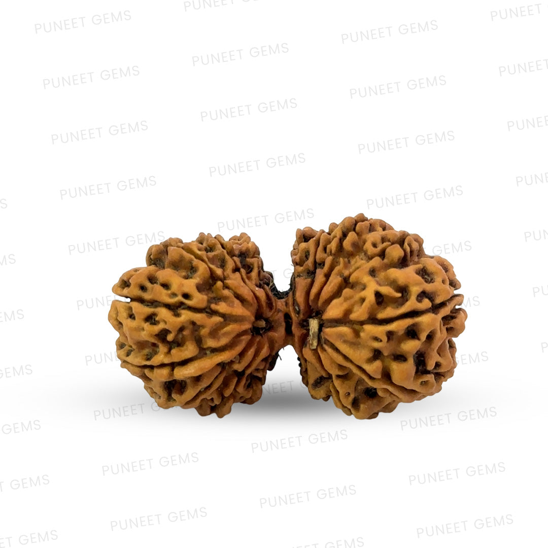 16 Mukhi Gauri Shankar Nepali Rudraksha (Big)