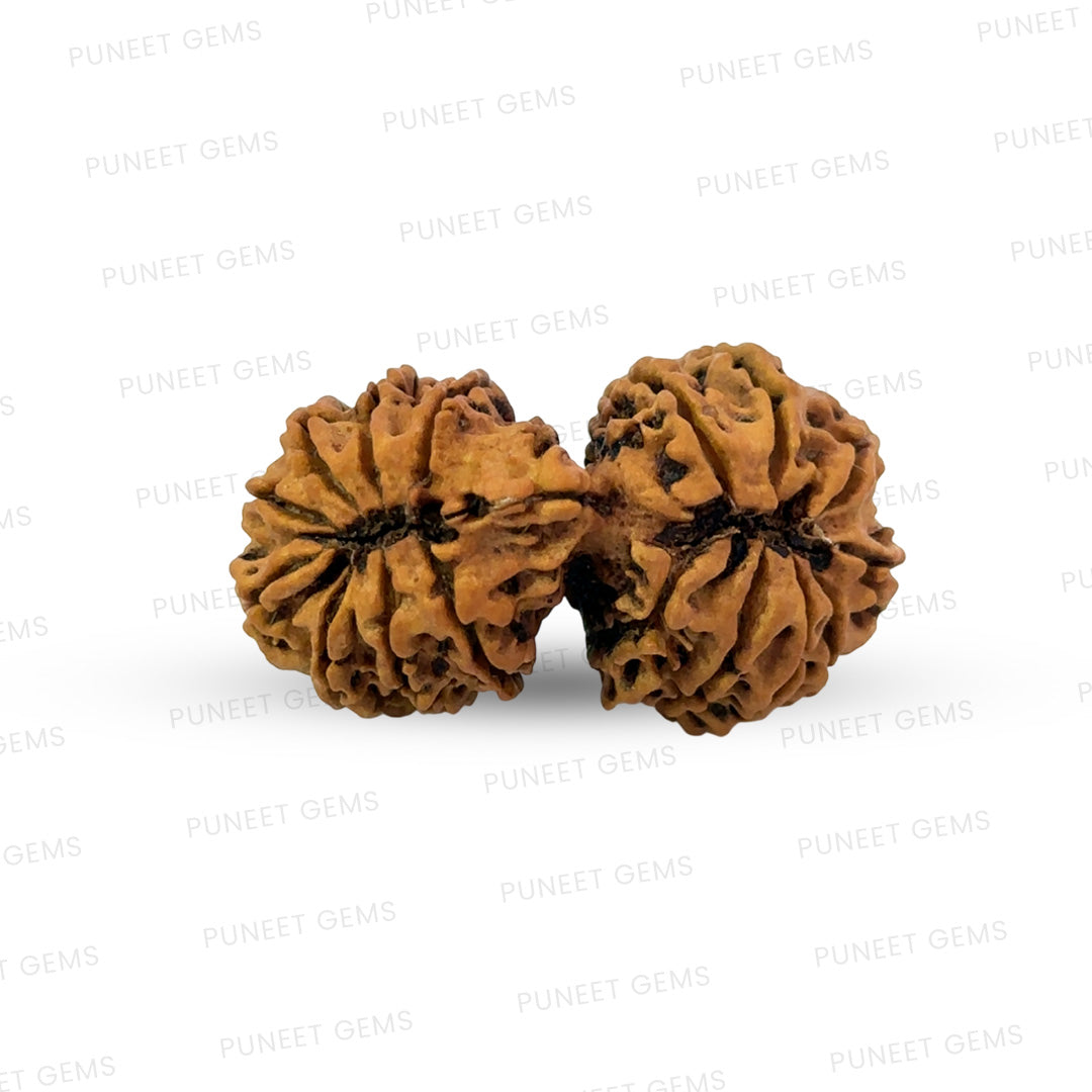 16 Mukhi Gauri Shankar Nepali Rudraksha (Big)