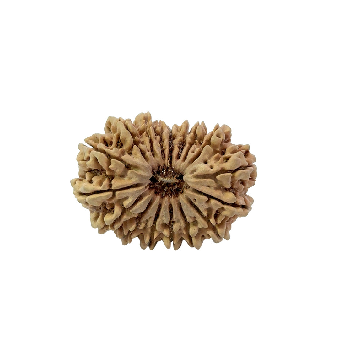 17 Mukhi Nepali Rudraksha (Super Collector Beads)