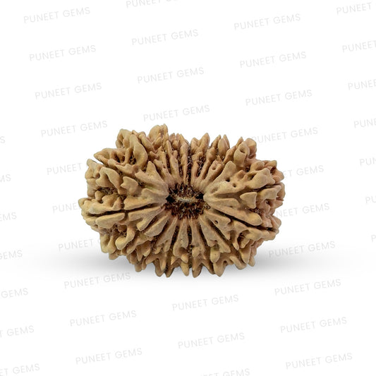 17 Mukhi Nepali Rudraksha (Super Collector Beads)