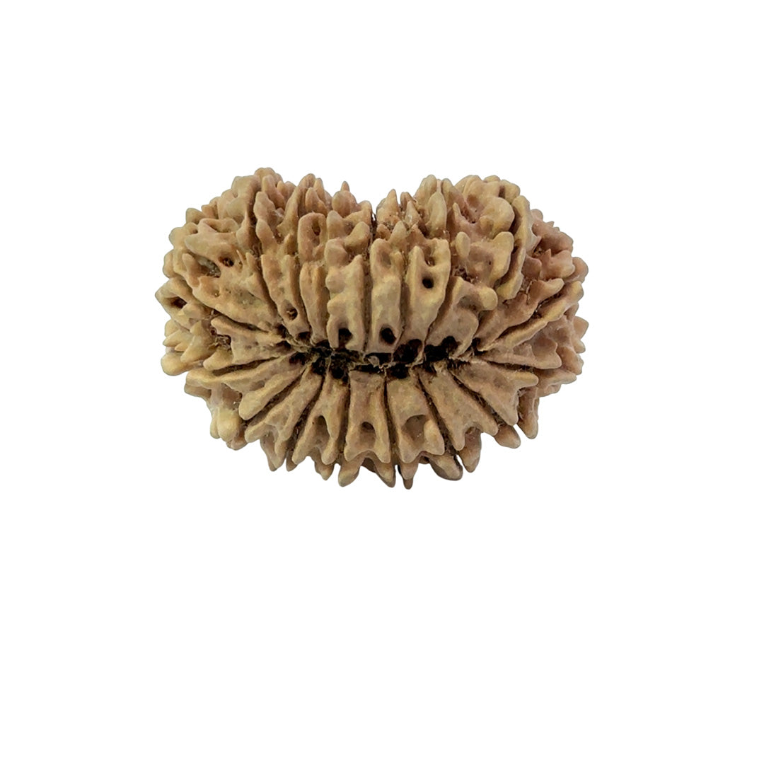 17 Mukhi Nepali Rudraksha (Super Collector Beads)