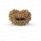 17 Mukhi Nepali Rudraksha (Super Collector Beads)