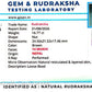 🌿 14 Mukhi Nepali Rudraksha (Natural & Certified). Medium