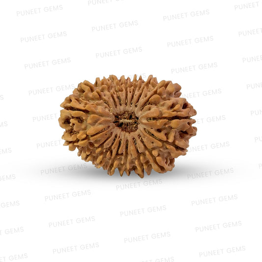 17 Mukhi Nepali Rudraksha (Super Collector Beads)