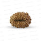 17 Mukhi Nepali Rudraksha (Super Collector Beads)