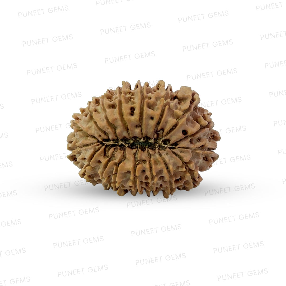 17 Mukhi Nepali Rudraksha (Super Collector Beads)