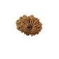 17 Mukhi Nepali Rudraksha (Medium)