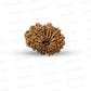 17 Mukhi Nepali Rudraksha (Medium)